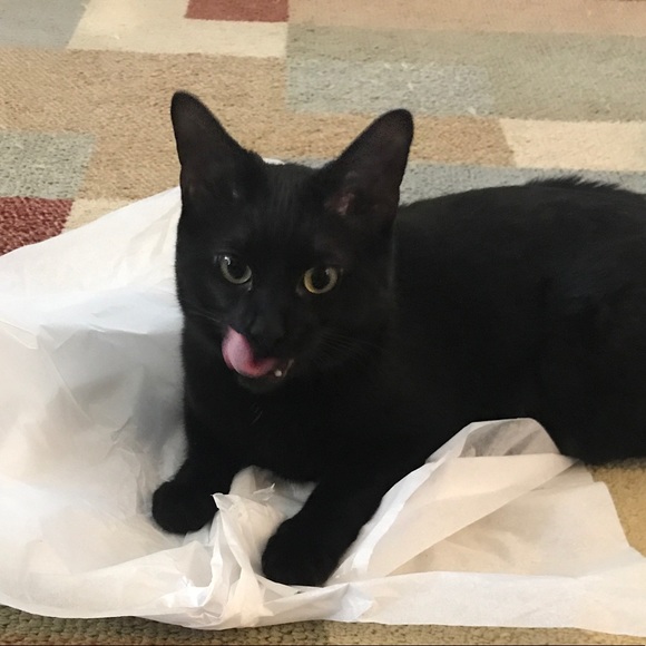 Meet your Posher, Amy - Picture 5 of 5